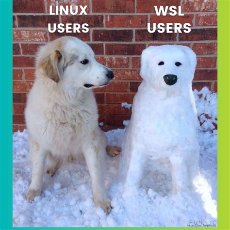 Image result for Linux Shell Meme