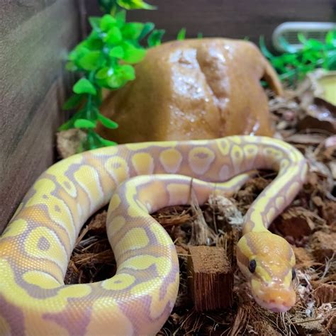 Afbeeldingsresultaten voor Banana Python Toy