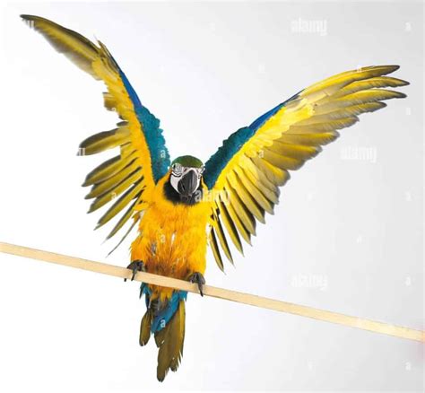 Image result for Lowest Wing Flapping Bird