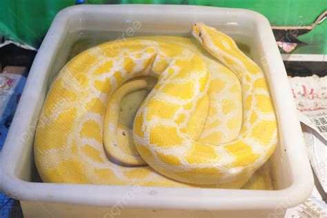 Python Animal Anime ਲਈ ਪ੍ਰਤੀਬਿੰਬ ਨਤੀਜਾ