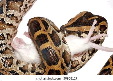 Image result for Python Eating a Mouse Clip Art