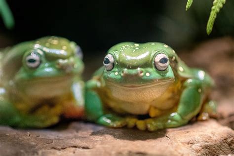 Smug Tree Frog に対する画像結果