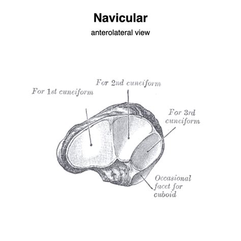Image result for Anatomy of the Navicular Bone