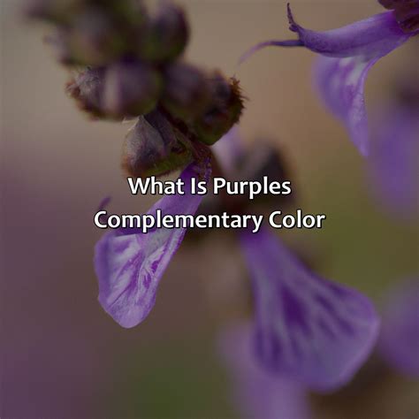 Purple Complementary Color に対する画像結果