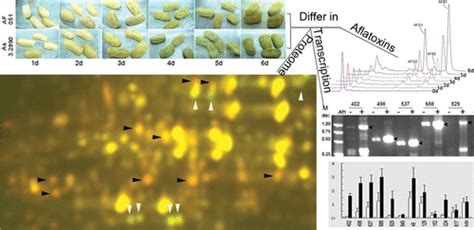 Extreme Bot Fly Removal 2016 に対する画像結果