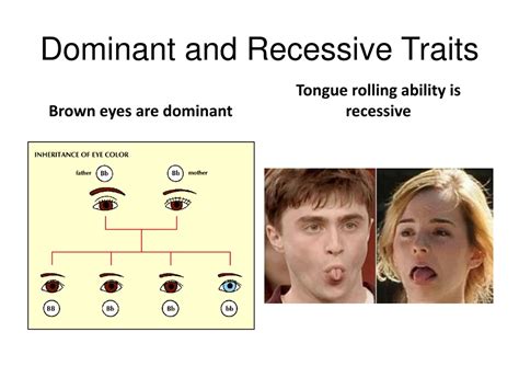 Live Example of Inheritance に対する画像結果