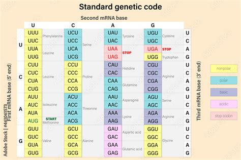 Afbeeldingsresultaten voor ATG Codon