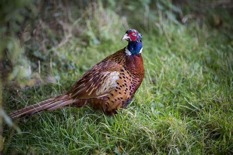 Bird Dog Keiser に対する画像結果