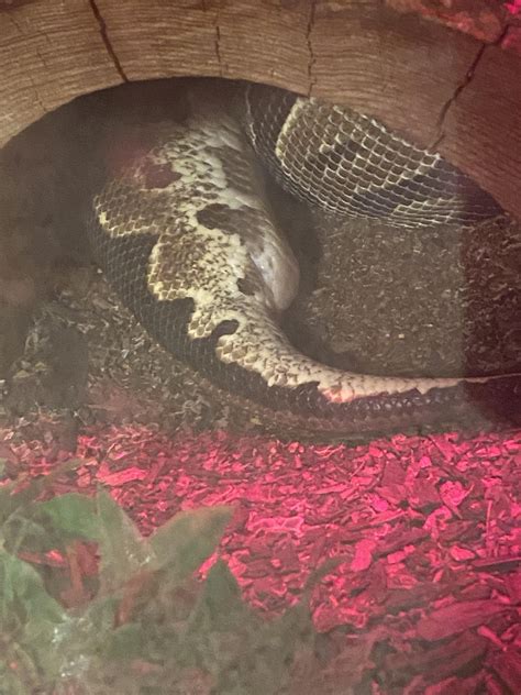 Image result for Edema Ball Python