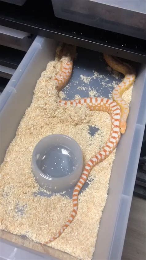 Image result for DIY Snake Rack Ball Python