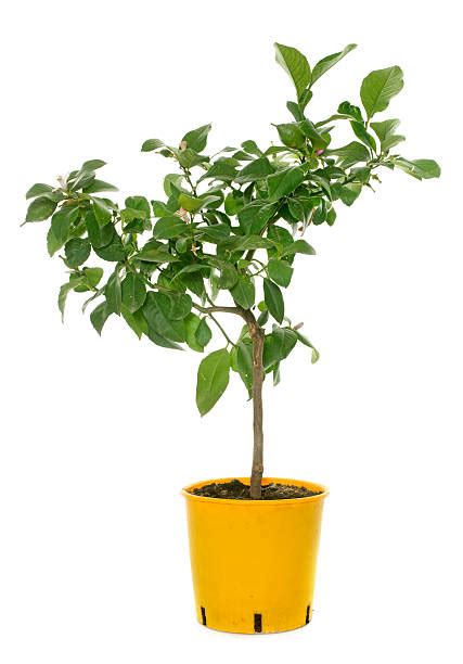 Lemon Tree Cut Out に対する画像結果