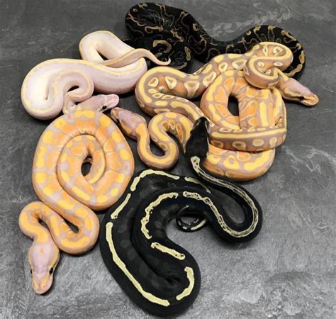 Ball Python Snake Mask に対する画像結果