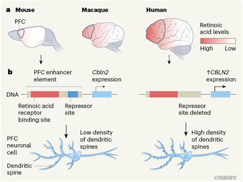 Résultat d’images pour Prefrontal Cortex Mouse Brain