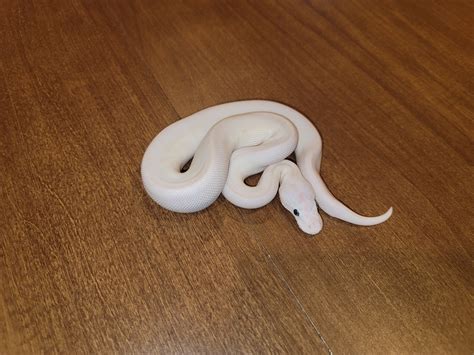 Image result for Lesser Ball Python Blue Eyes