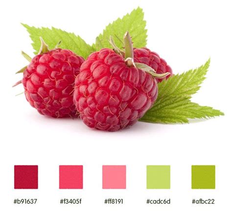 Image result for Raspberry Color Palette