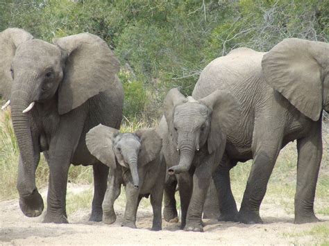 Elephants in the Present に対する画像結果
