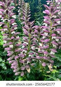 Image result for Angular Puce