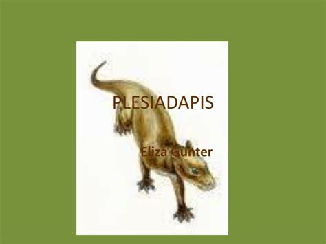 Image result for Plesiadapis