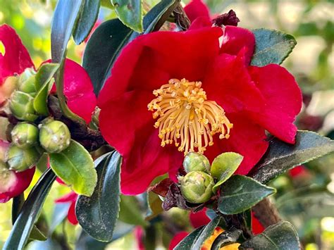 Image result for Unique Cell Phones