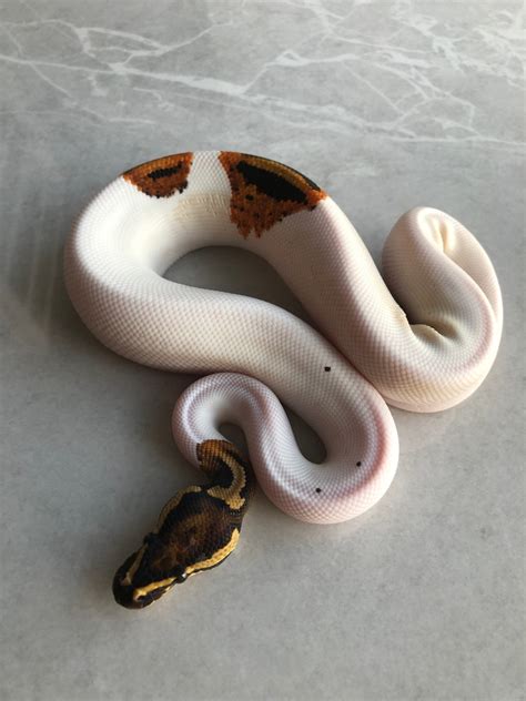 Image result for Pumpkin Pie Ball Python
