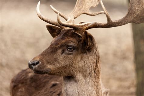 Image result for Deer Face Cut Out