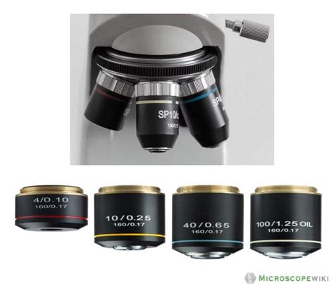 Image result for Different Lens On a Microscope Labeled