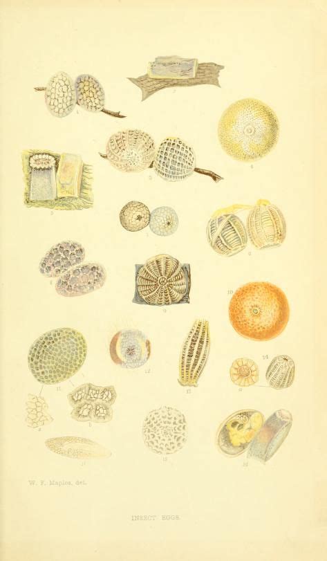 Image result for Lithosphere Entomology