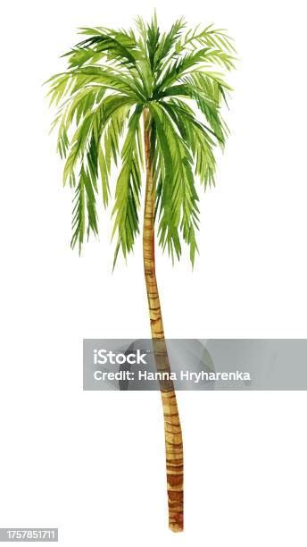 Toradh íomhá ar Hand Painted Palm Tree Diffuse Map Texture