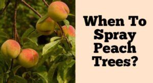 Image result for Homemade Peach Tree Spray
