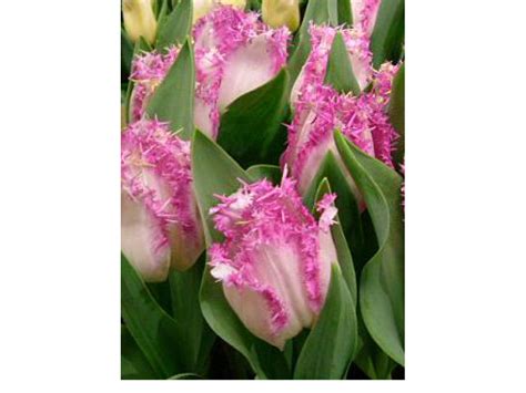 Image result for Aria Card Arduino