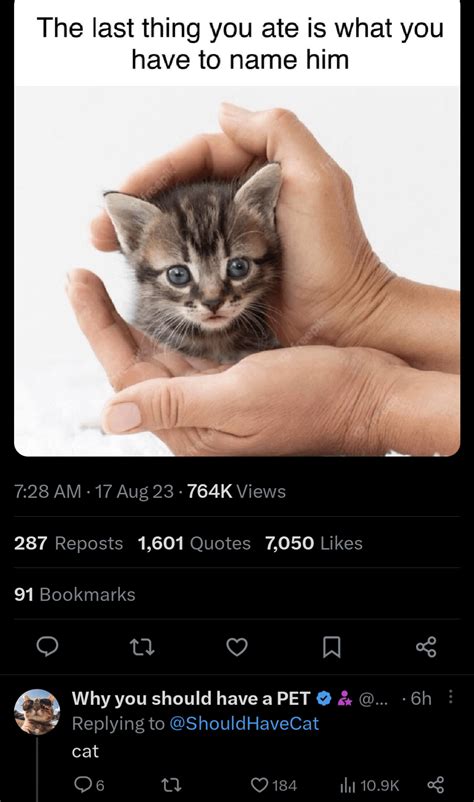 Image result for Cursed Cat Walking