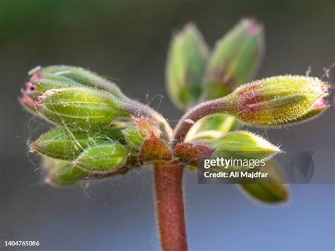 Red Geranium Field ਲਈ ਪ੍ਰਤੀਬਿੰਬ ਨਤੀਜਾ