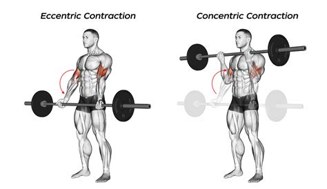 Eccentric Muscle Exercise に対する画像結果