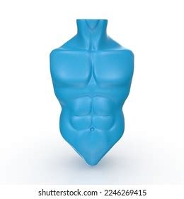 Image result for Human Torso 3D Skin Texture