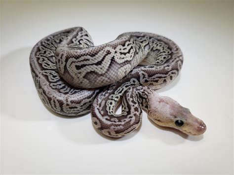 Image result for Red Marble Ball Python