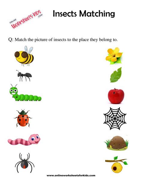 Insect Classification Worksheet కోసం చిత్ర ఫలితం
