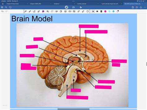 Image result for Brain Model Description Card