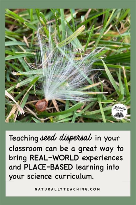 Image result for All Types of Seed Dispersal