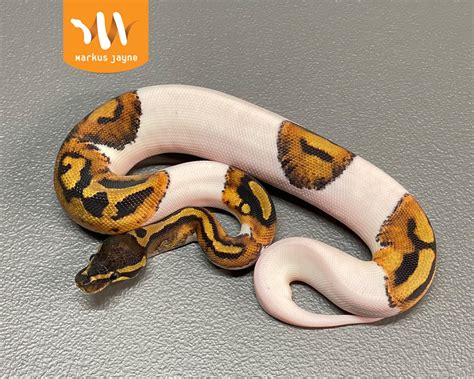 Image result for Ball Python Morph Pi