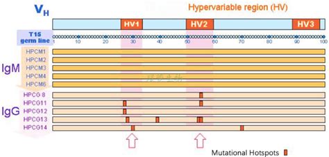 Afbeeldingsresultaten voor Affinity Maturation Method