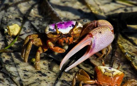 Fiddler crab に対する画像結果