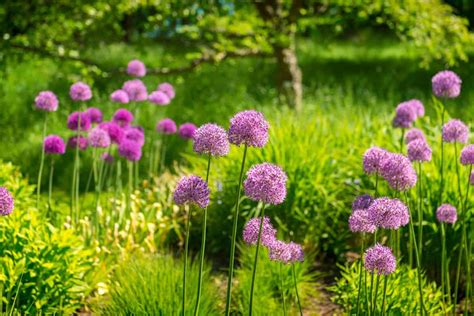 Image result for Bing Search App