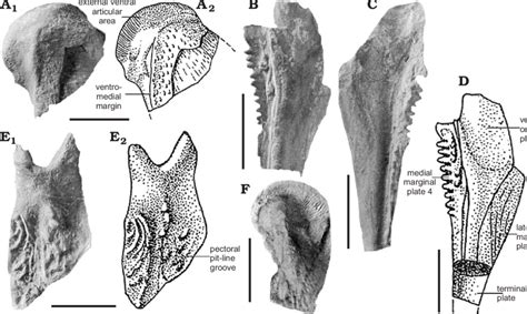 Toradh íomhá ar Dermal Plates