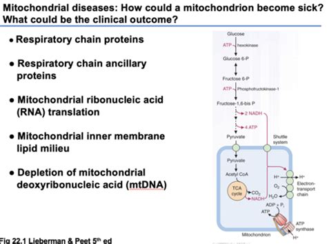 Toradh íomhá ar Mitochondrial Inheritance Pattern