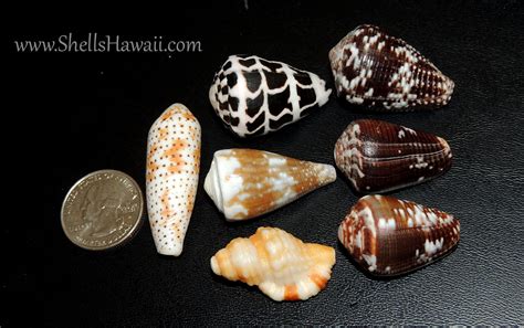 Image result for Hawaii Shells
