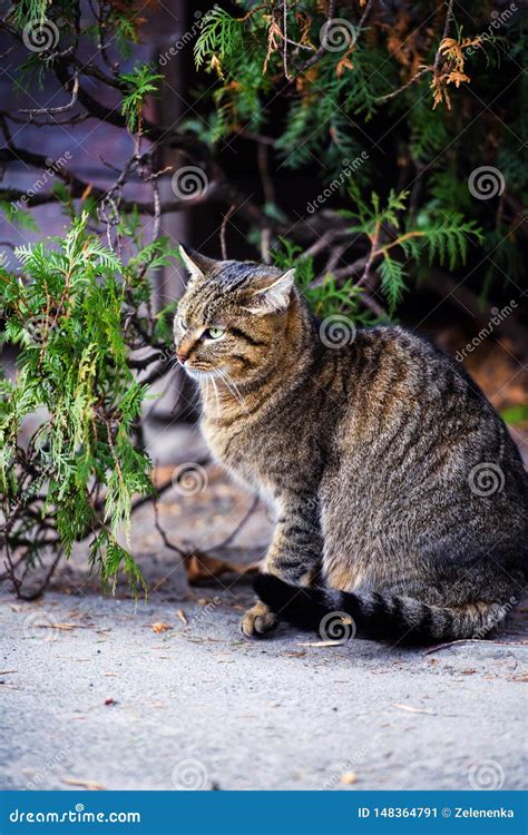 Image result for Homeless Cat