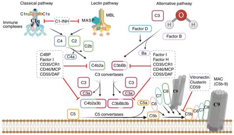 Image result for Complement System Molecular