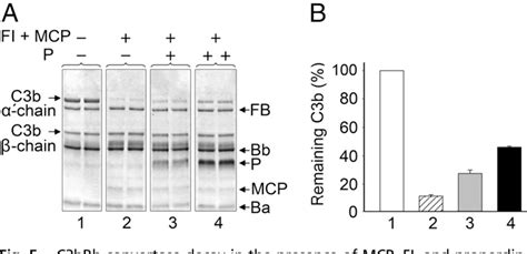 Toradh íomhá ar Stabilized C3 Convertase