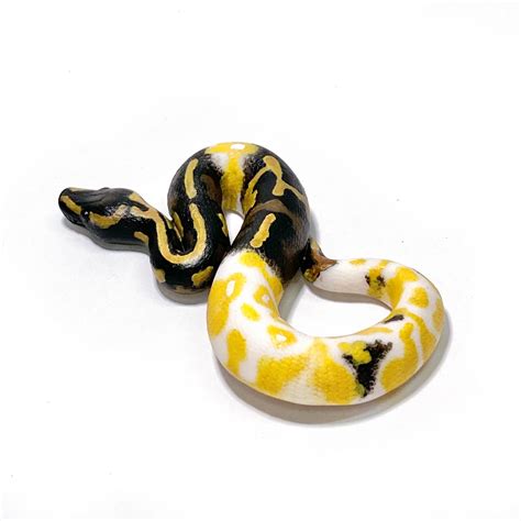 Ball Python Cake に対する画像結果
