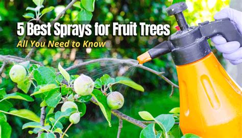 Image result for Homemade Peach Tree Spray